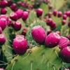 azpricklypear
